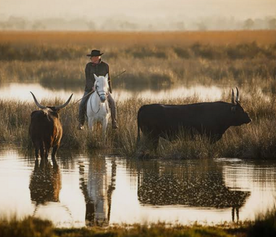 Camargue